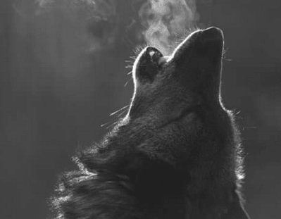 A black and white photo of an alpha wolf howling.