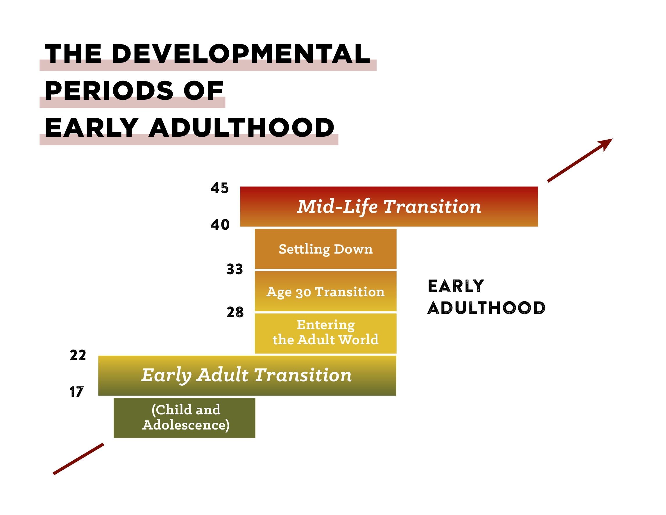 The developmental phases in a man's life during early adulthood.